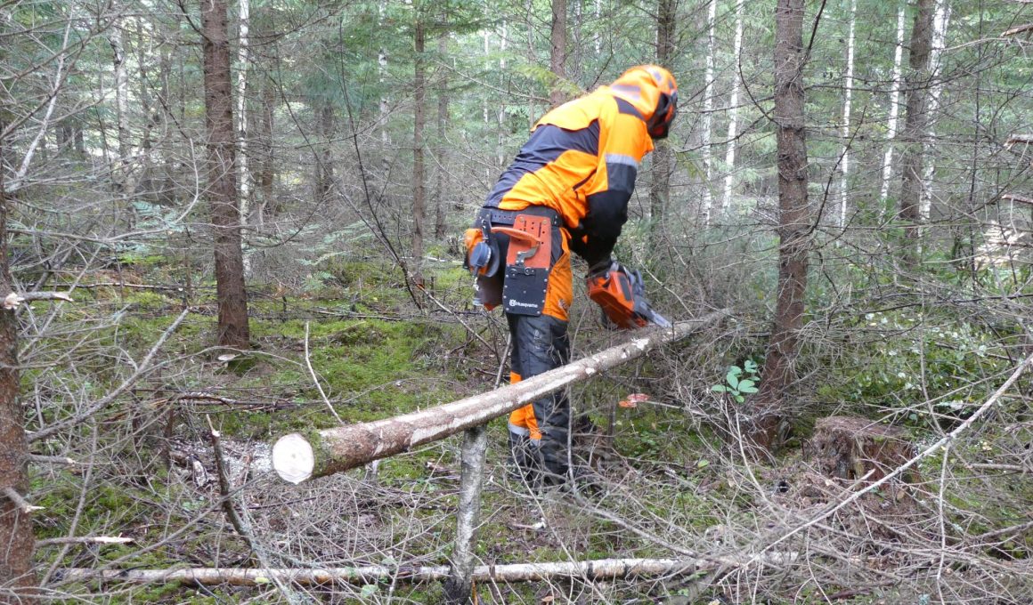 Husqvarna 536 LiXP battery chain saw test in thinning full day