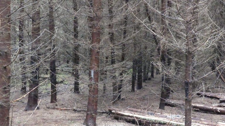 vimek spruce stand before thinning