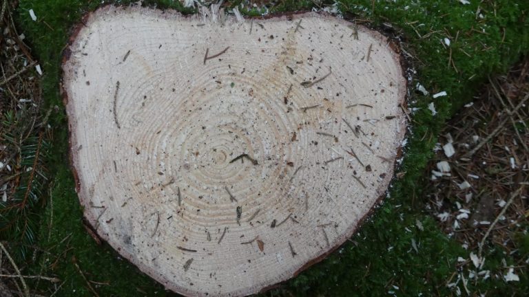 Malwa 560H tinning spruce stump