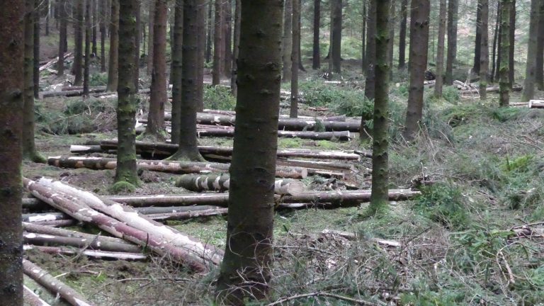 malwa 560 thinning wood
