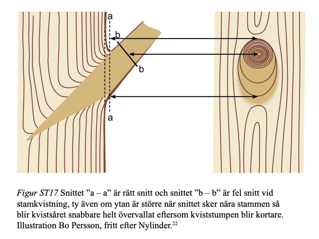 correct pruning cut illustration