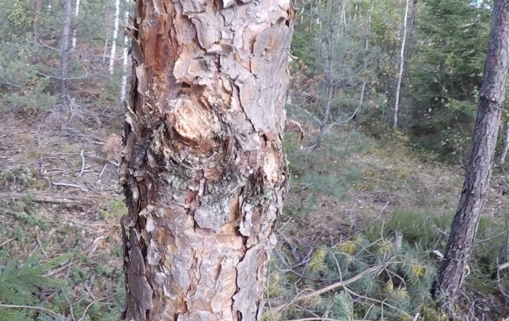 twig cut close to the stem in pruning