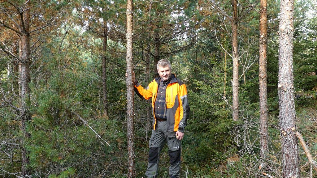 pruning pine in young stand