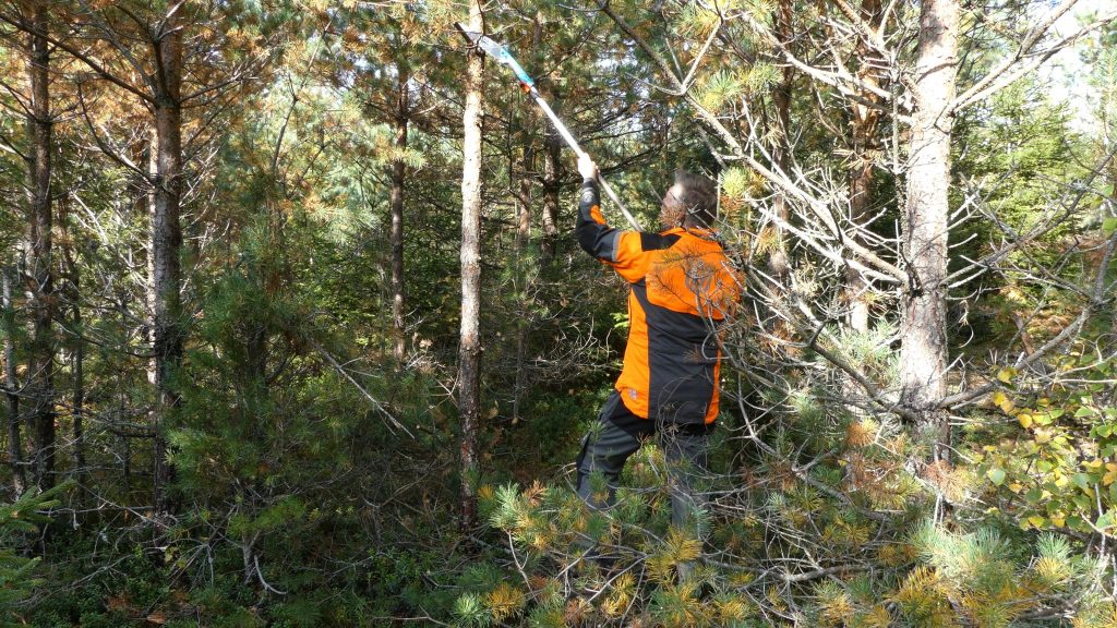 pruning saw light shaft