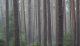 Swedish pine forest