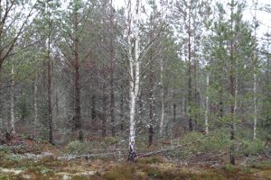 pre commercial thinning