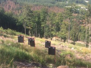 bark beetle traps