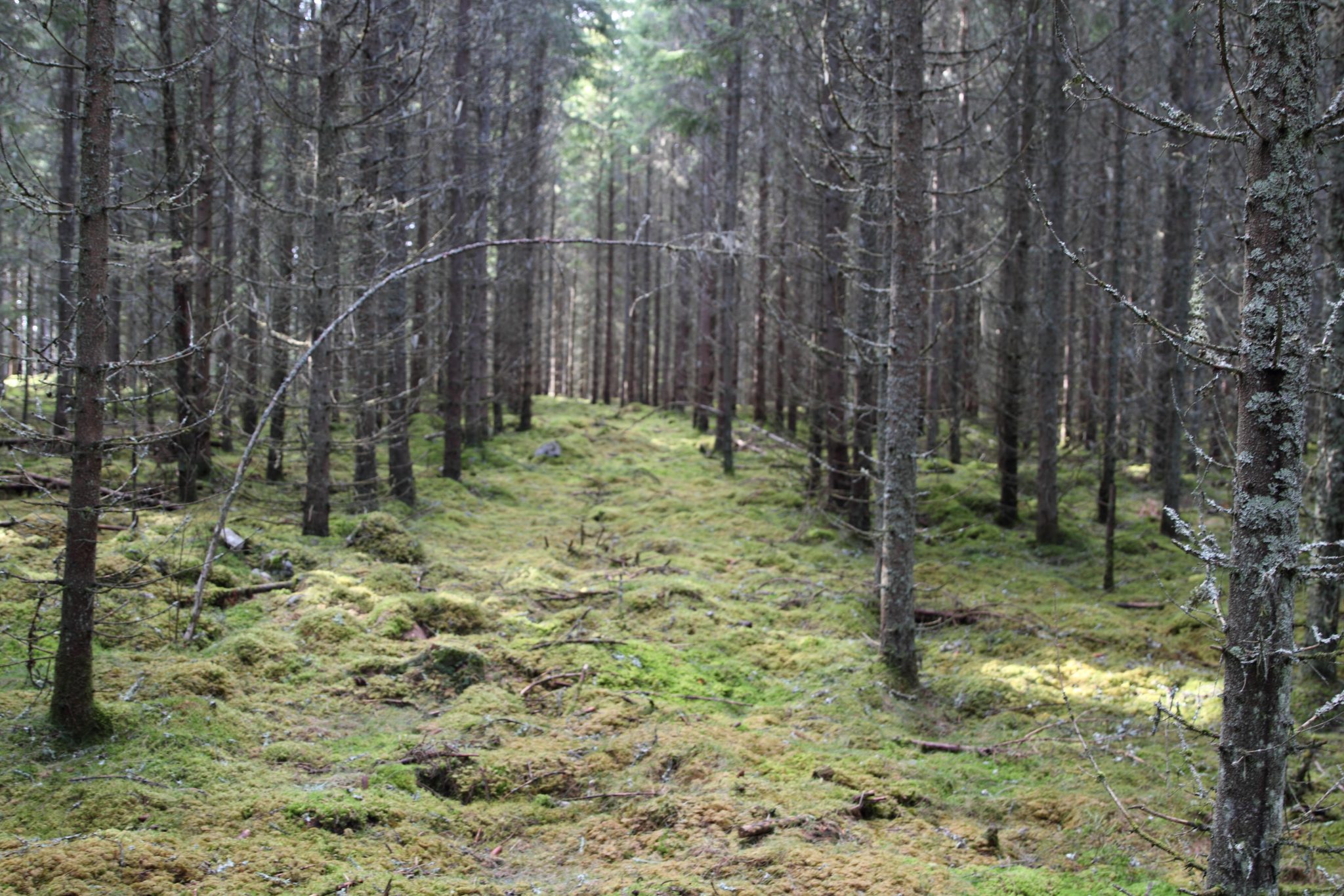Swedish Forestry 5 – Who owns the Swedish forest? - NordicWoodJournal