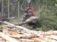 forestry and logging