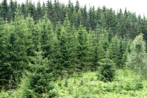 Carbon sink have a financial value