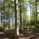 IKEA launches new forest agenda