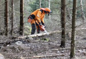 Test of Echo chainsaws