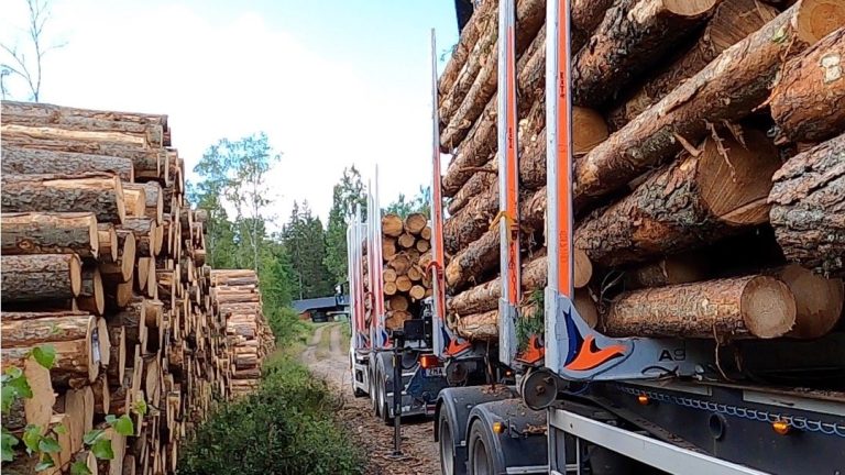 will the boost in forest industry go on