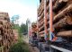 will the boost in forest industry go on