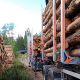 will the boost in forest industry go on