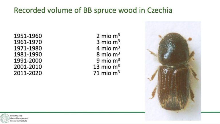 Is the bark beetle still here