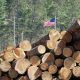 USA raises duty rate for Canadian lumber