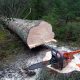 Logging season is here