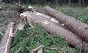 Is-the Swedish forest being felled casually