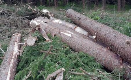 Is-the Swedish forest being felled casually