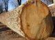 Timber auction by Bavarian State Forest brought record prices