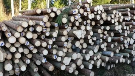 Swedish sawmills plan to invest