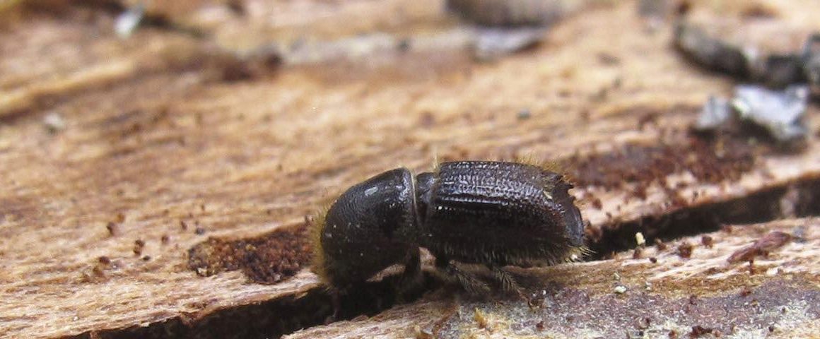 The bark beetle has arrived in Scotland - NordicWoodJournal