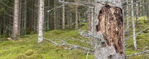 A nightmare for Swedish forest owners