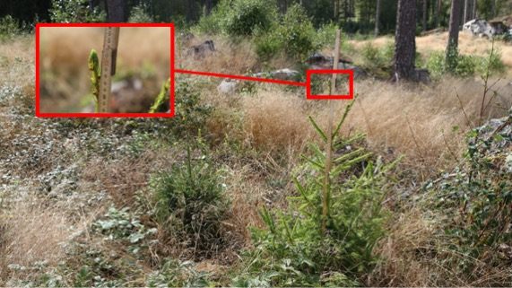 The story of a spruce plant