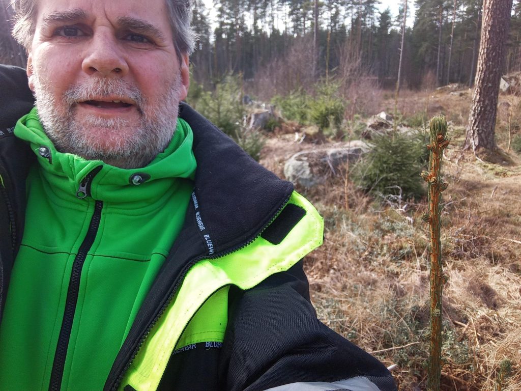 The story of a spruce plant