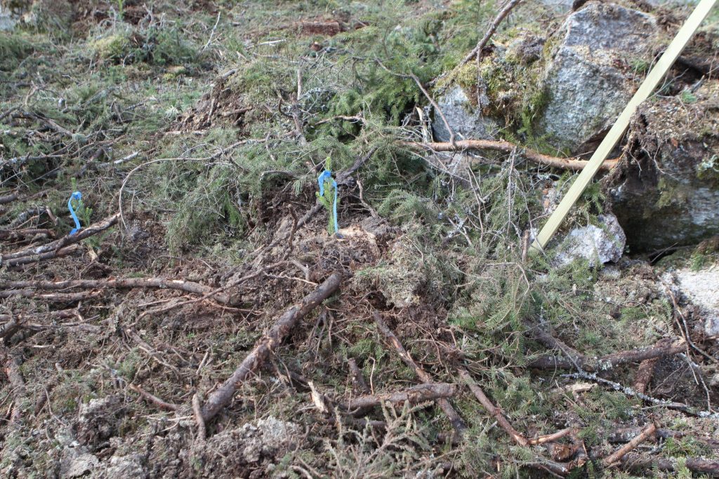 The story of a spruce plant