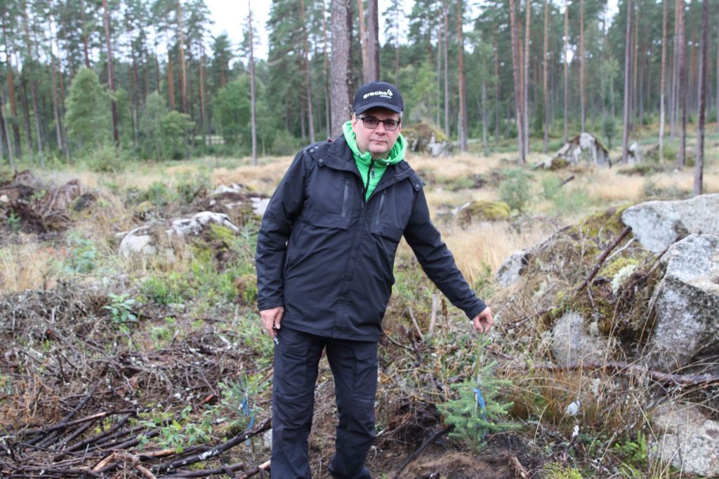 The story of a spruce plant