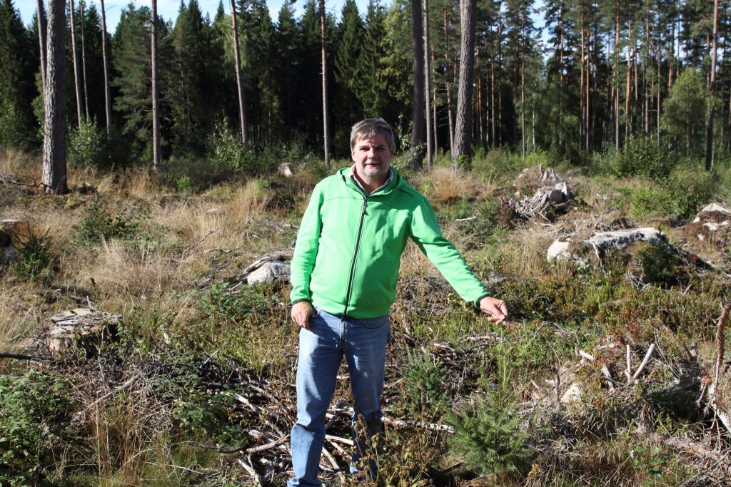 The story of a spruce plant