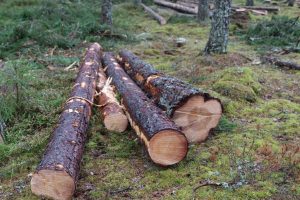 EU countries team up to defend the forestry business