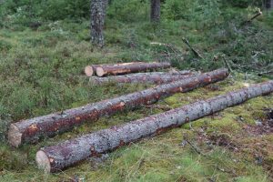 EU countries team up to defend the forestry business