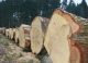 Timber price record in Germany
