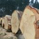 Timber price record in Germany