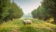 A sheep standing in a agroforestry area