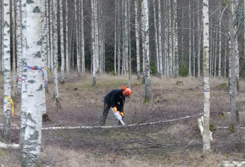 Fredrik performing thinning in a birch stand with the Stihl MSA220.